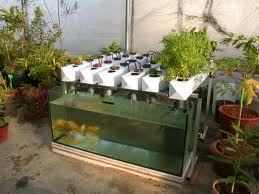 Garden Pool-Closed Loop Aquaponics Hydroculture - Green-Mom.com